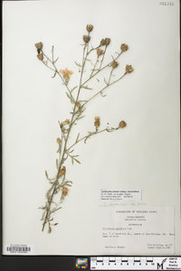 Centaurea stoebe subsp. micranthos image