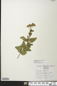 Koanophyllon villosum image