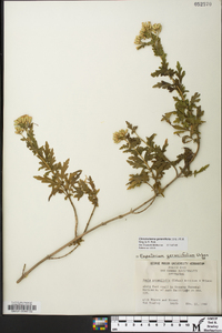 Image of Chromolaena geraniifolia