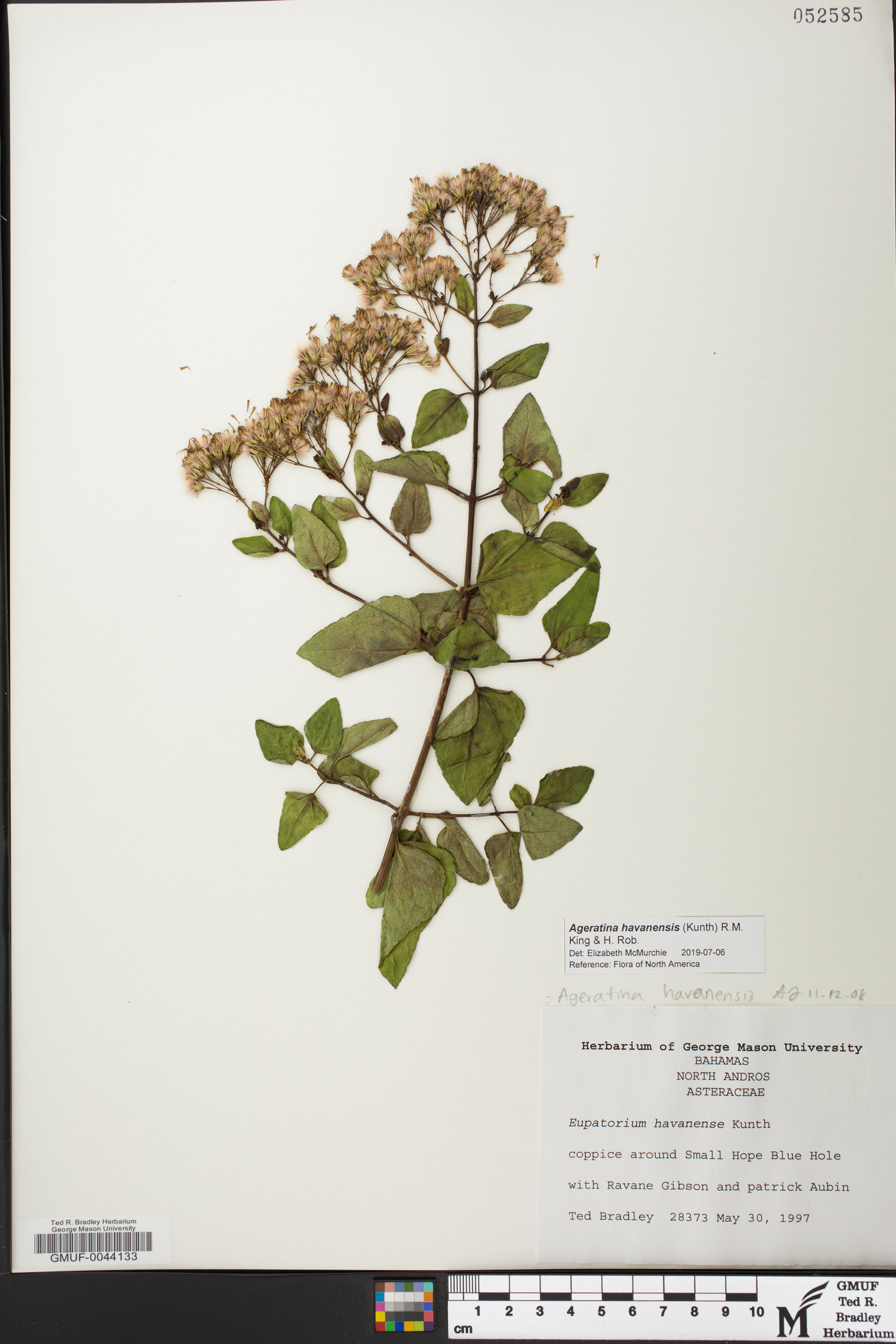 Ageratina havanensis image