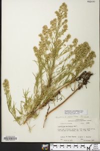Eupatorium x pinnatifidum image