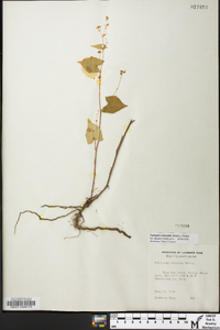 Fallopia cilinodis image