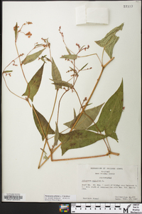 Persicaria arifolia image