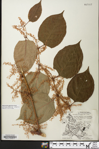 Reynoutria japonica image