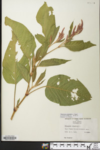 Persicaria orientalis image