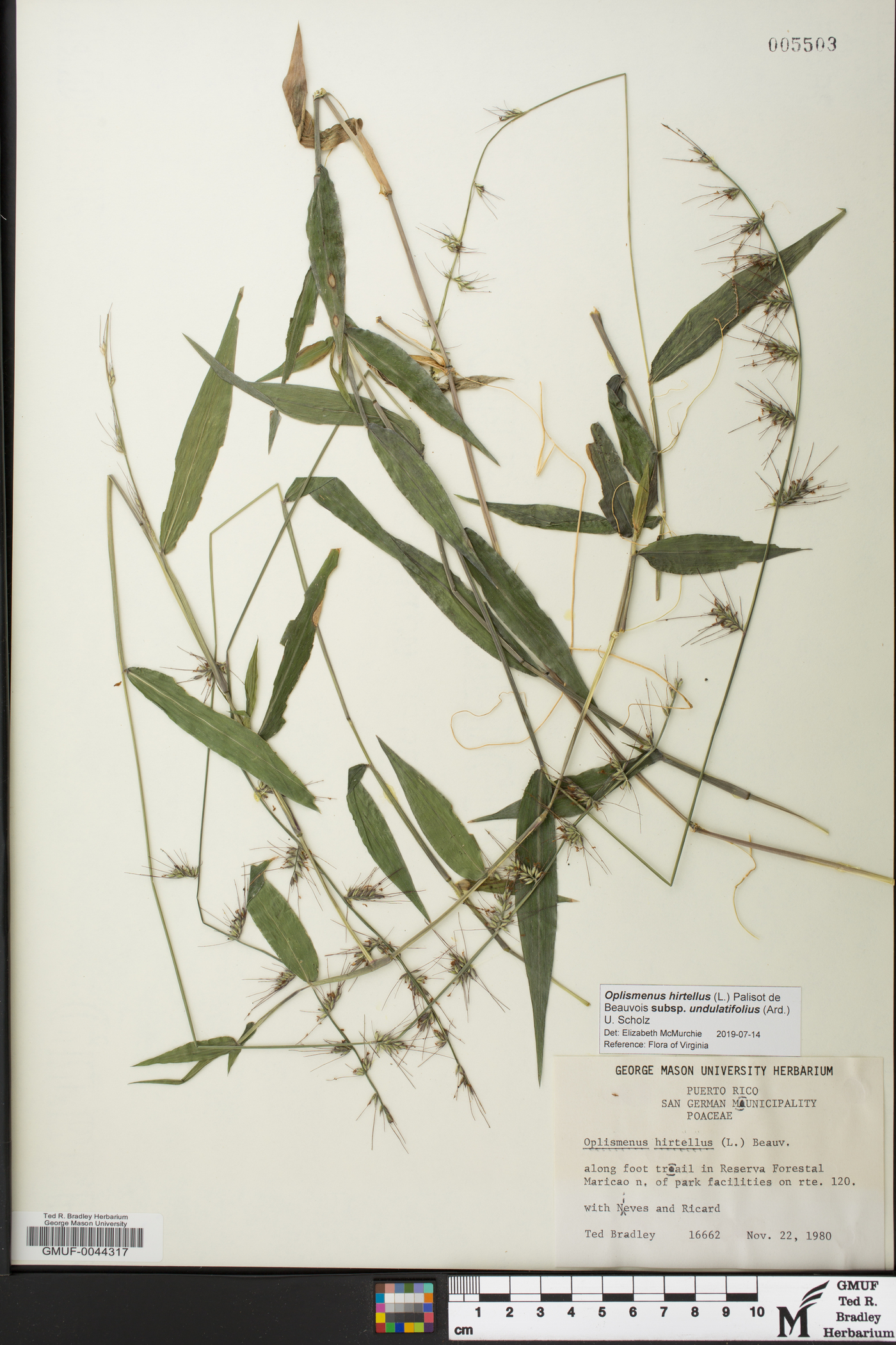 Oplismenus hirtellus subsp. undulatifolius image