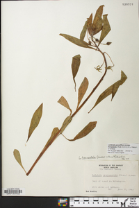 Ludwigia grandiflora image