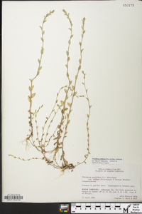 Triodanis perfoliata var. biflora image