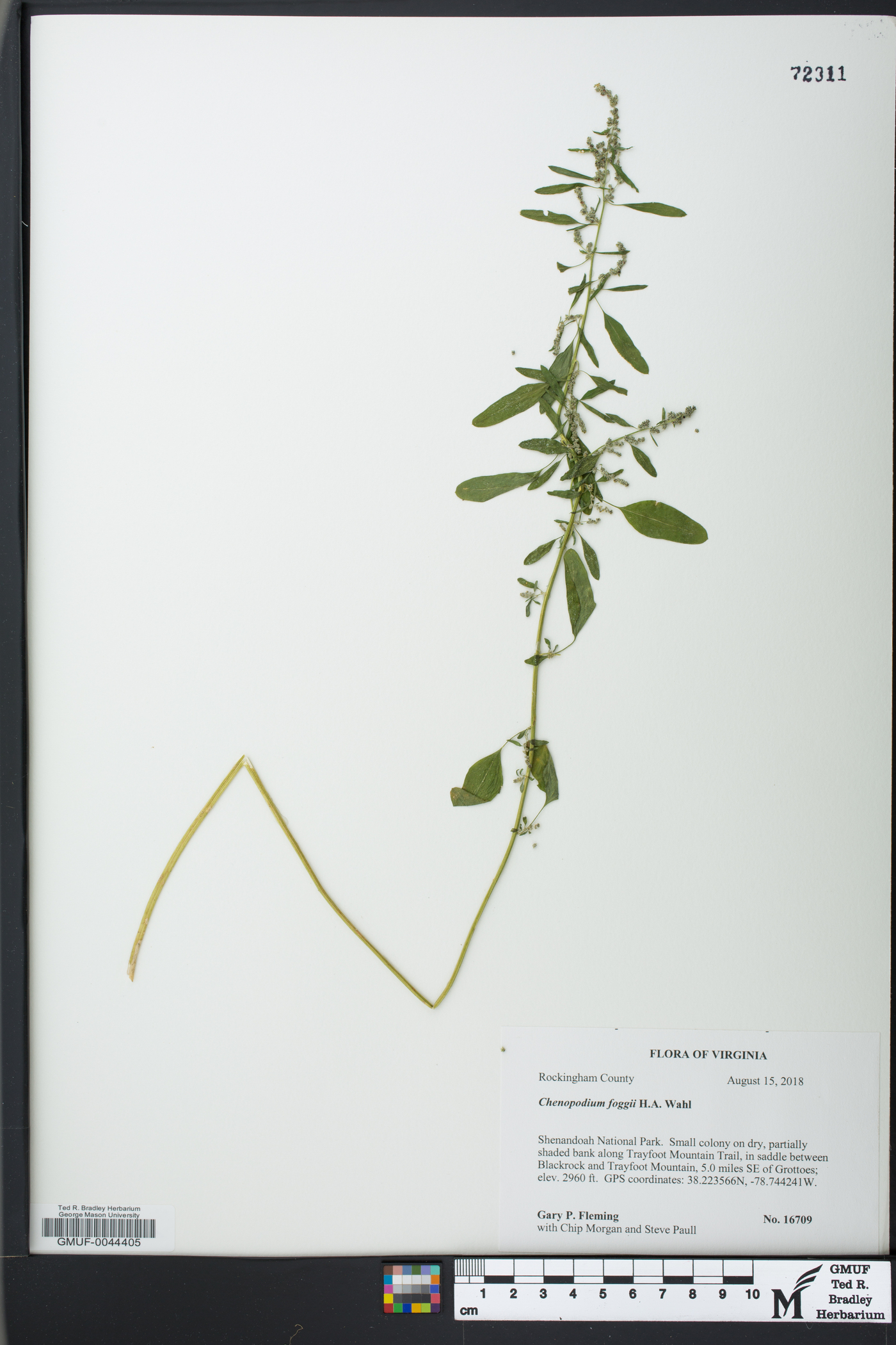 Chenopodium foggii image