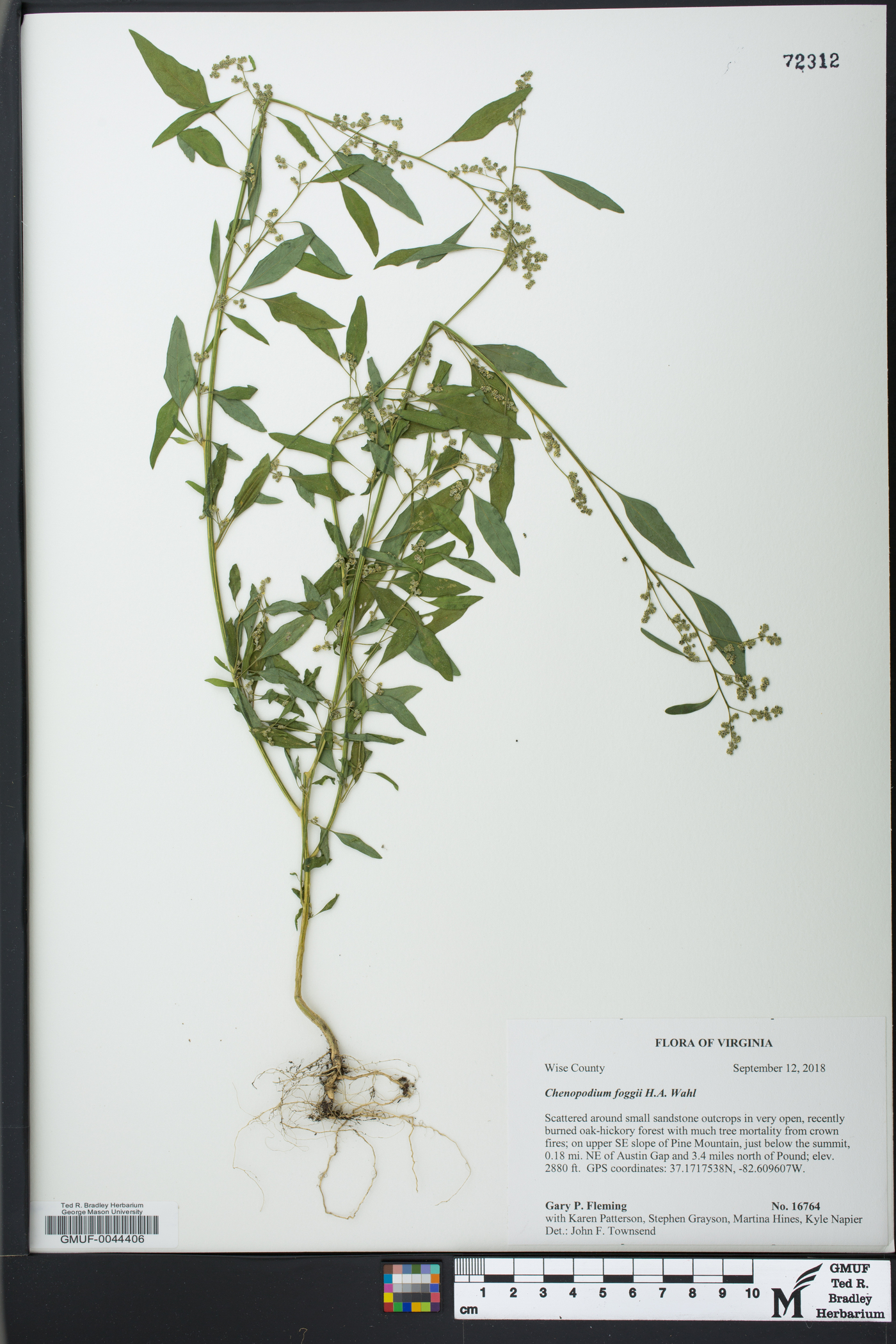 Chenopodium foggii image