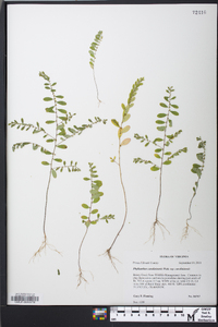 Phyllanthus caroliniensis subsp. caroliniensis image