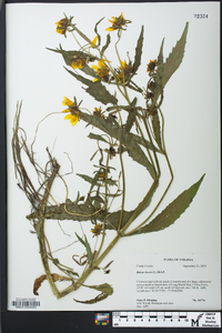 Bidens laevis image