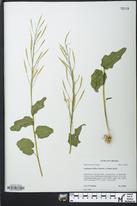 Cardamine bulbosa image