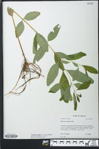 Hypericum walteri image