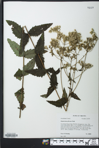 Eupatorium pilosum image