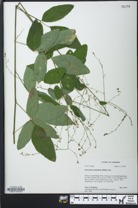 Desmodium glabellum image