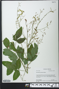 Desmodium perplexum image