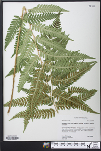 Dryopteris celsa image