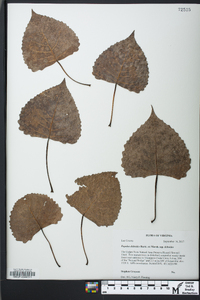 Populus deltoides subsp. deltoides image