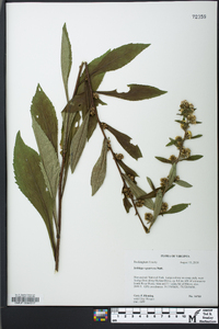 Solidago squarrosa image