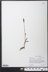 Spiranthes ovalis image