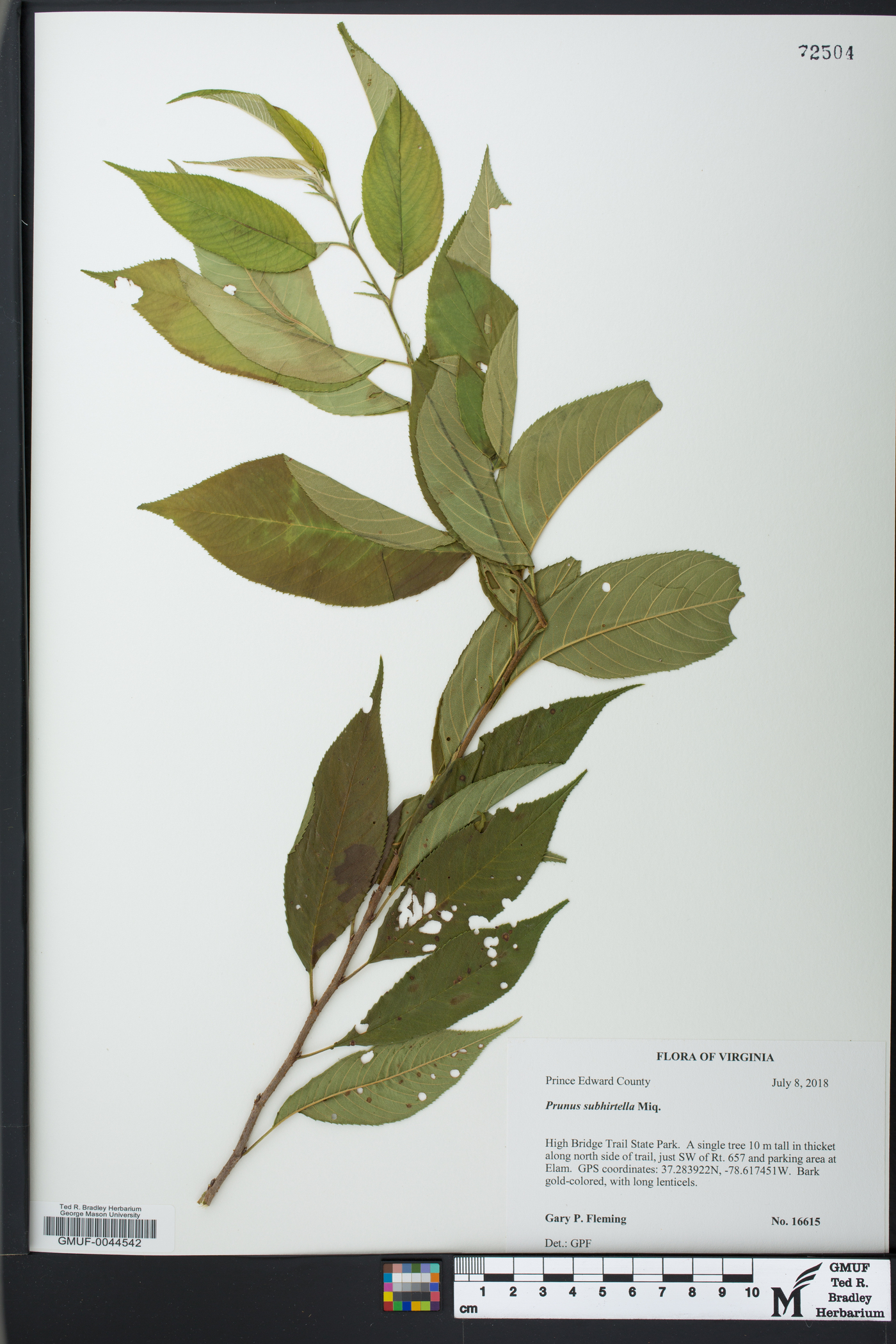 Prunus subhirtella image