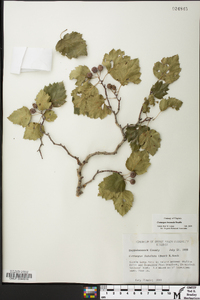 Crataegus iracunda image