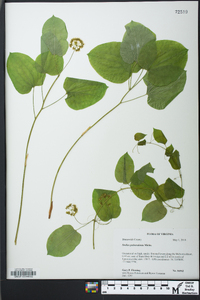 Smilax pulverulenta image