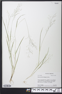 Panicum flexile image