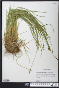 Carex bromoides image