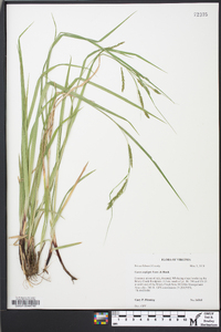 Carex oxylepis image