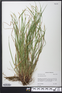 Carex planispicata image