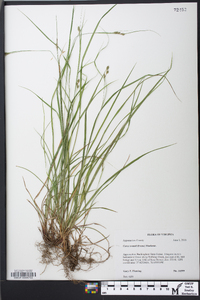 Carex swanii image