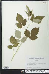 Rubus occidentalis image