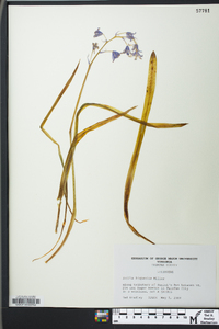 Hyacinthoides hispanica image