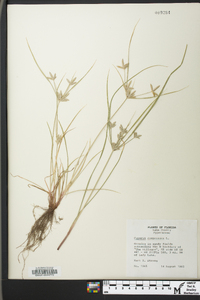 Cyperus compressus image