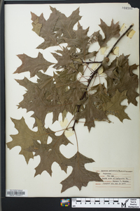 Quercus palustris image