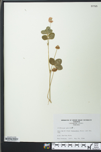 Trifolium hybridum image