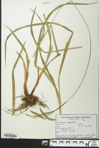 Carex gynandra image