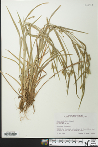 Carex crebriflora image