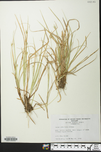 Carex umbellata image