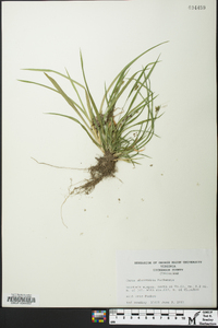 Carex abscondita image