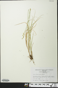 Carex festucacea image