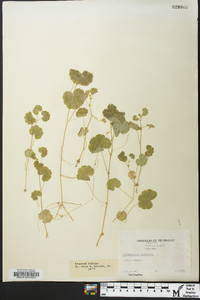 Hydrocotyle americana image