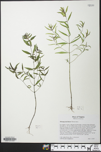 Melampyrum lineare image