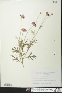 Argyranthemum frutescens image