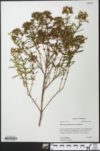 Hypericum densiflorum image