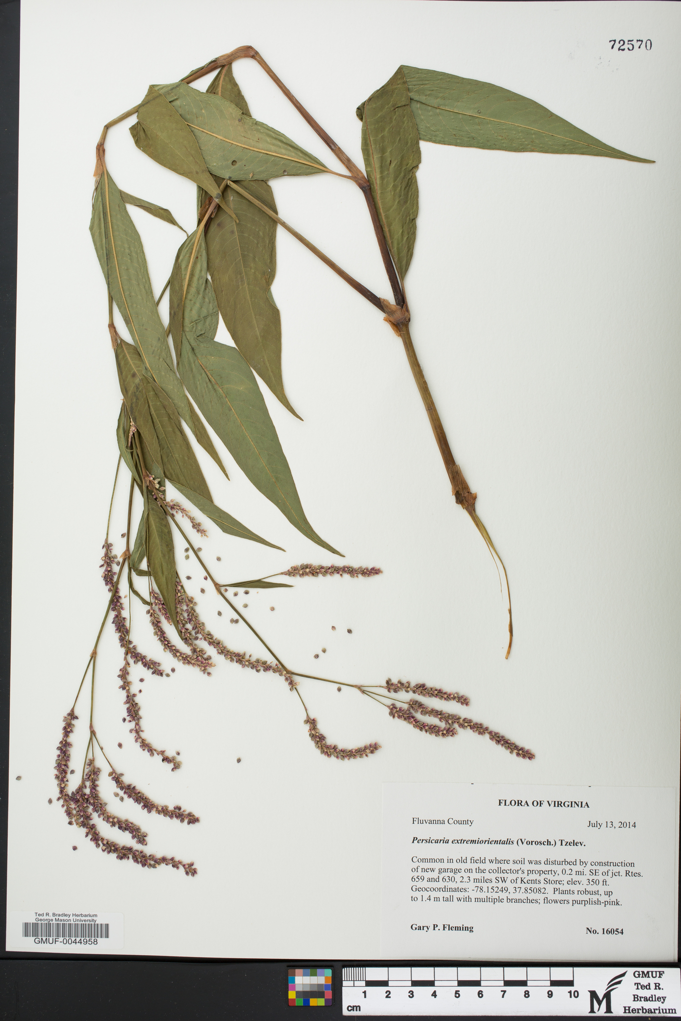 Persicaria extremiorientalis image