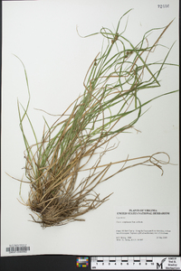 Carex complanata image