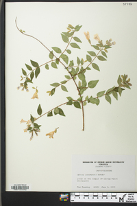 Abelia parvifolia image